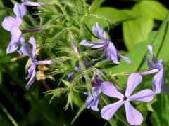 (Woodland Phlox)