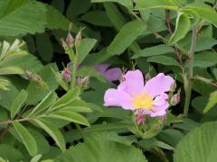 (Early Wild Rose)