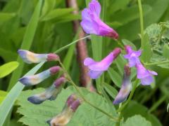 (American Vetch)