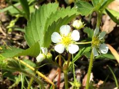 (Wild Strawberry)