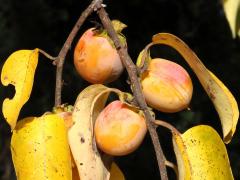 (American Persimmon) fruit