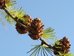 (European Larch) female cones