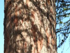 (European Larch) trunk