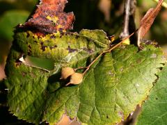 (American Linden) fruit