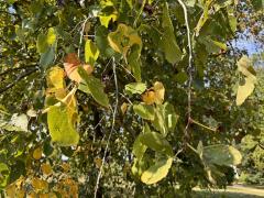 (American Linden) leaves