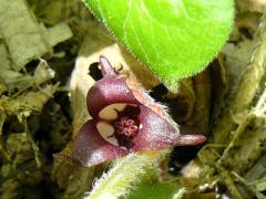 (Wild Ginger) flower