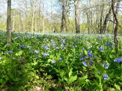 (Virginia Bluebells)