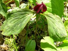 (Red Trillium)