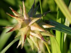 (Gray's Sedge)