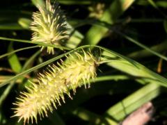 (Bottlebrush Sedge)