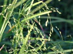 (Rattlesnake Grass)