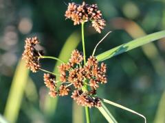 (Wool Grass)