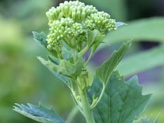 (Pale Indian Plantain)