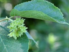 (American Hazelnut) fruit