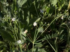 (Flowering Spurge)