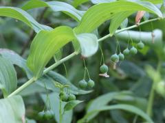 (Smooth Soloman's Seal) fruit