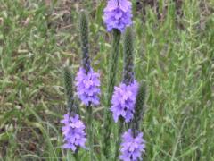 (Hoary Vervain)