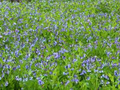 (Virginia Bluebells) colony