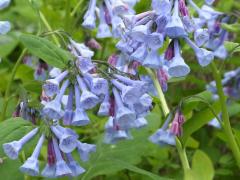 (Virginia Bluebells)