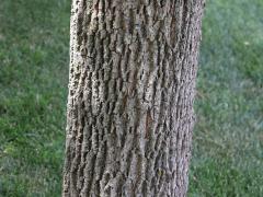 (Green Ash) trunk