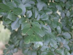 (American Elm) leaves