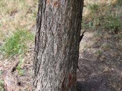 (American Elm) trunk