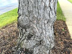 (Red Pine) trunk