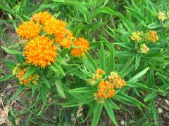 (Butterfly Milkweed)