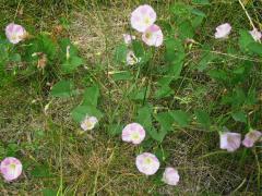 (Field Bindweed)