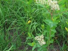 (Hemp Dogbane) plant