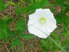 (Hedge Bindweed)