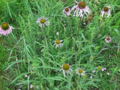 (Purple Coneflower)