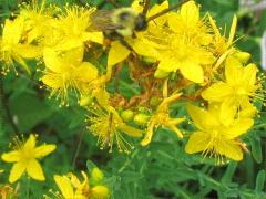 (St. John's Wort) flower