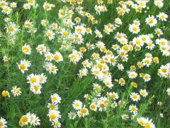 (Ox-eye Daisy)