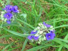 (Common Spiderwort)