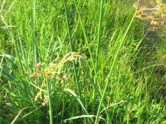 (Great Bulrush)