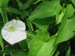 (Hedge Bindweed)