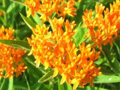 (Butterfly Milkweed)