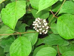 (Gray Dogwood) fruit