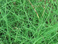 (Horsetail)