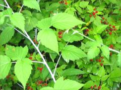 (Black Raspberry) fruit