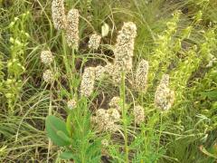 (White Prairie Clover) fruit