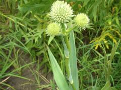 (Rattlesnake Master)