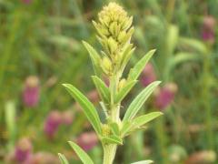 (Round-Headed Bush Clover)