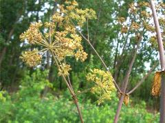 (Purplestem Angelica) plant