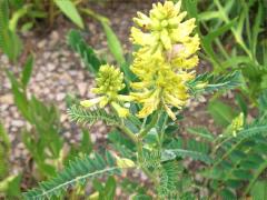 (Canadian Milk Vetch) inflorescence