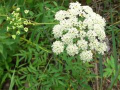 (Water Hemlock) inflorescence