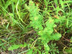 (Winged Loosestrife)