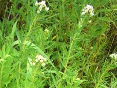 (Common Mountain Mint)