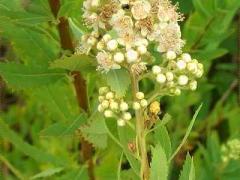 (White Meadowsweet)